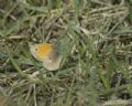 Coenonympha pamphilus